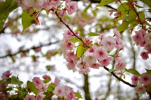 Roze kersenbloesem in de Japanse tuin van Hasselt tijdens een zonnige lentedag
